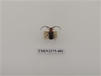 藏品(大紫天牛)的圖片